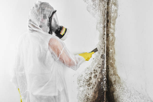 Best Mold Removal Process  in Sauk Centre, MN