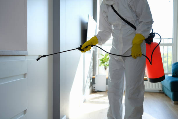 Professional Mold Removal in Sauk Centre, MN