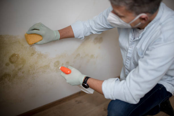 Best Mold Testing  in Sauk Centre, MN