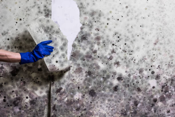 Best Mold Remediation  in Sauk Centre, MN