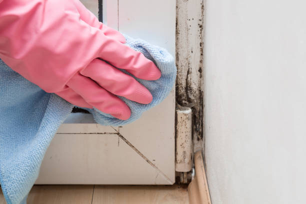 Best Certified Mold Removal  in Sauk Centre, MN